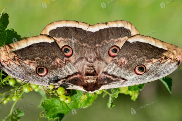 Giant Peacock Moth Resting on Currant Branch