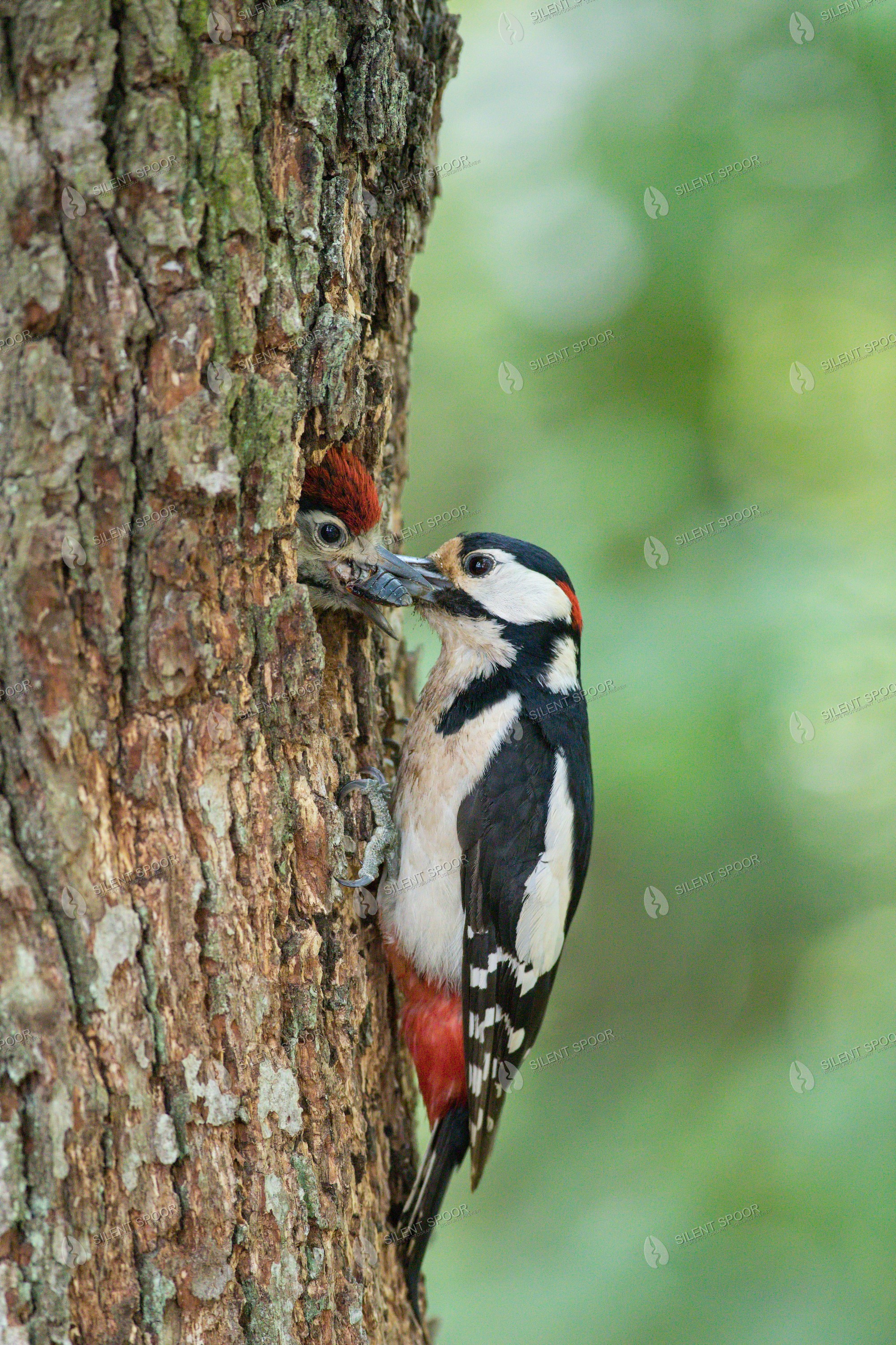 Great spotted woodpecker Dendrocopos major wildlife photograph in Slovakia