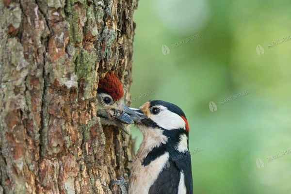Great Spotted Woodpecker Feeding Chick with Large Beetle at Nest Hole