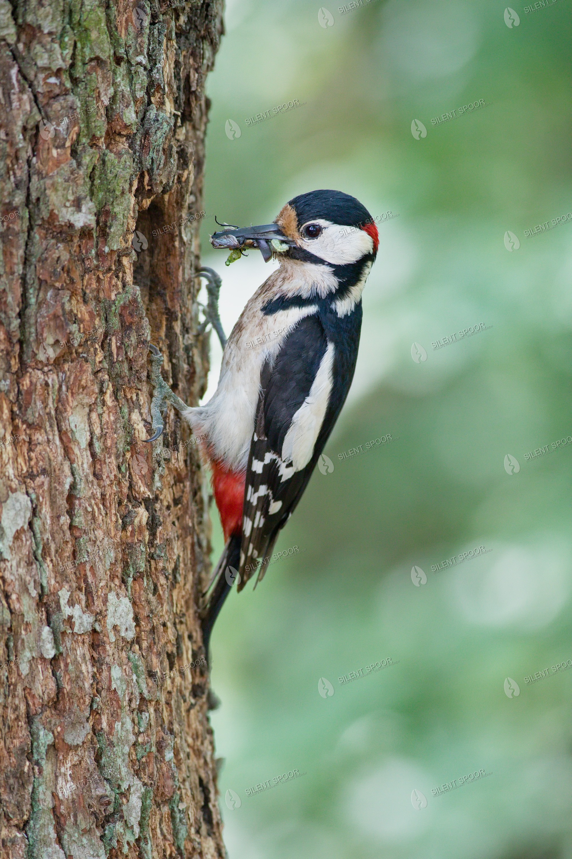 Great spotted woodpecker Dendrocopos major wildlife photograph in Slovakia