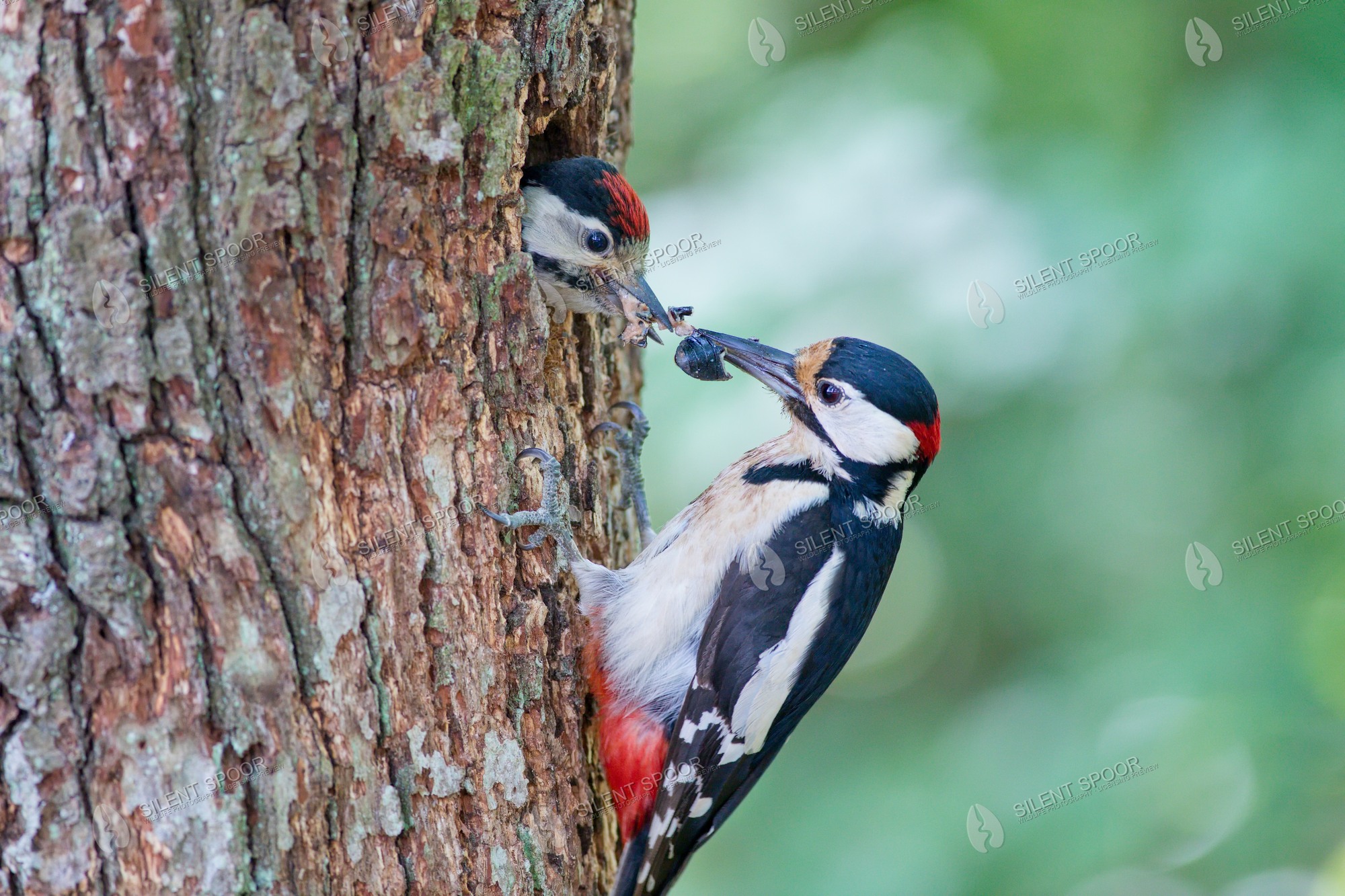 Great spotted woodpecker Dendrocopos major wildlife photograph in Slovakia