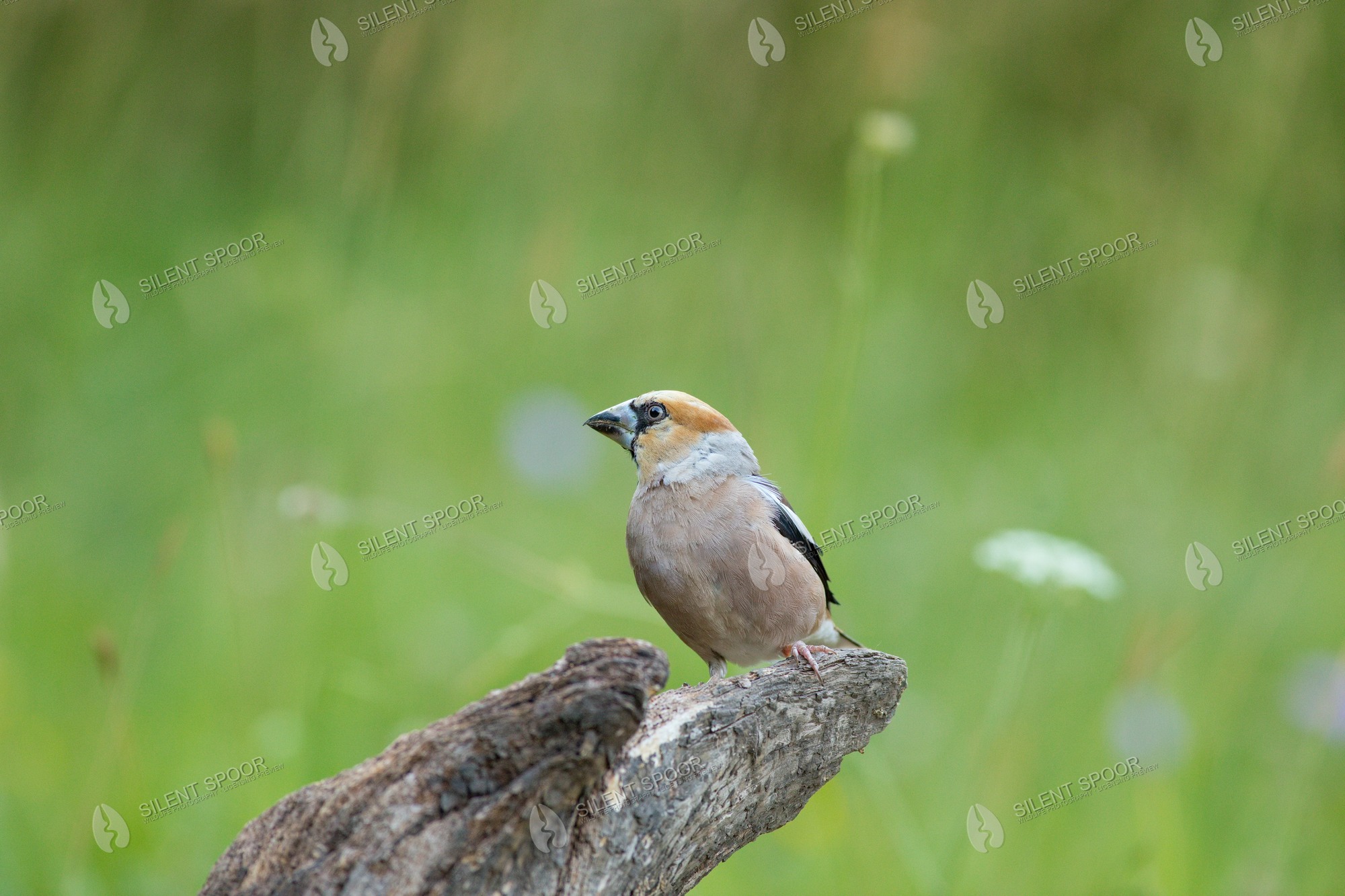 Hawfinch Coccothraustes coccothraustes wildlife photograph in Slovakia