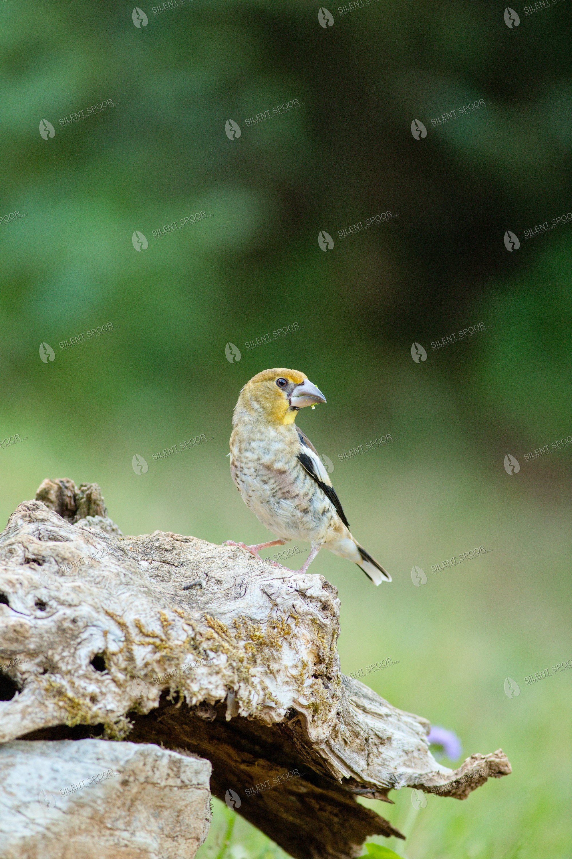 Hawfinch Coccothraustes coccothraustes wildlife photograph in Slovakia