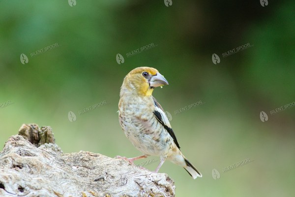 Hawfinch Perched on Weathered Wood