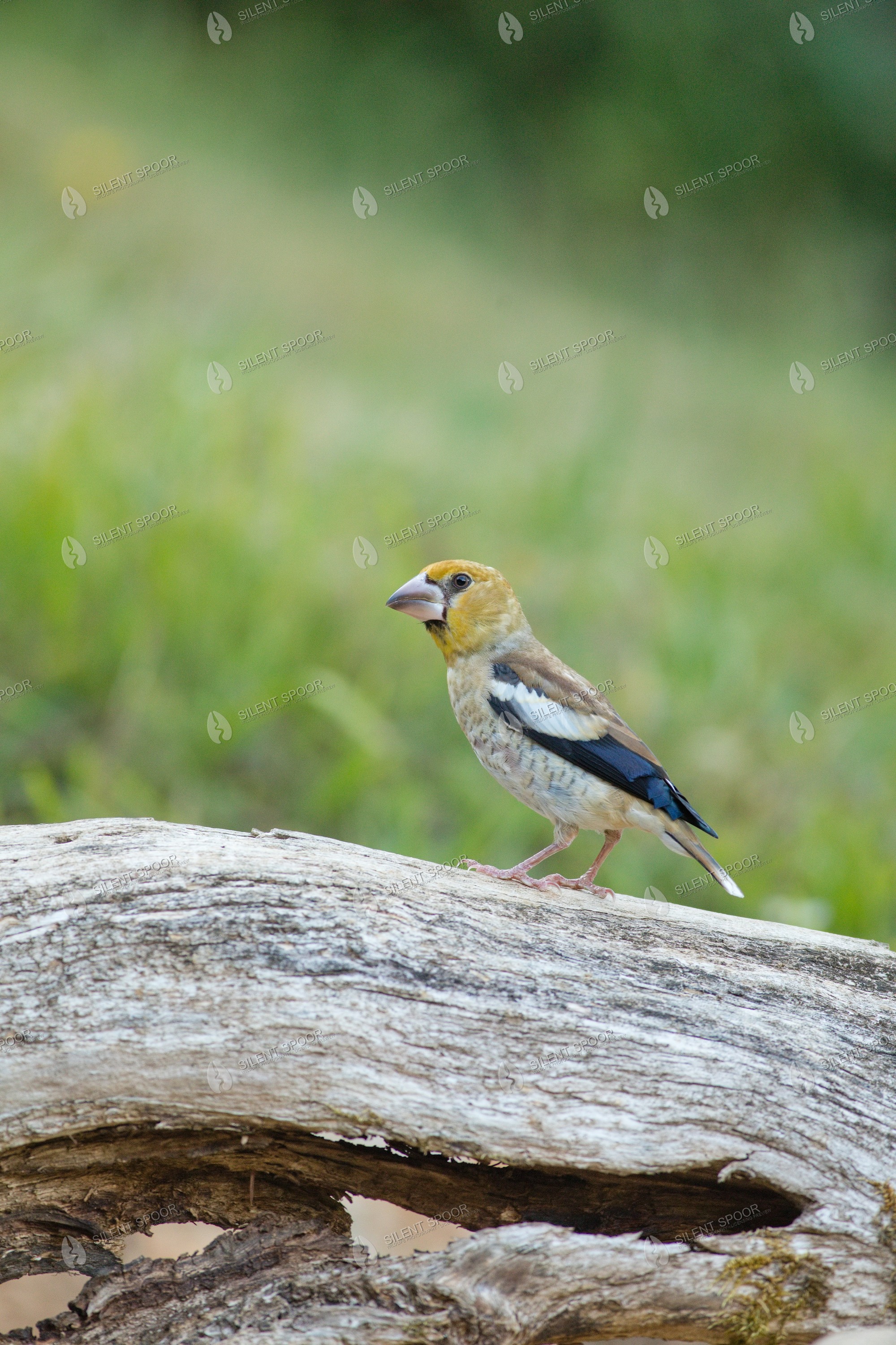 Hawfinch Coccothraustes coccothraustes wildlife photograph in Slovakia