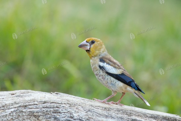 Hawfinch Perched on Weathered Fallen Wood