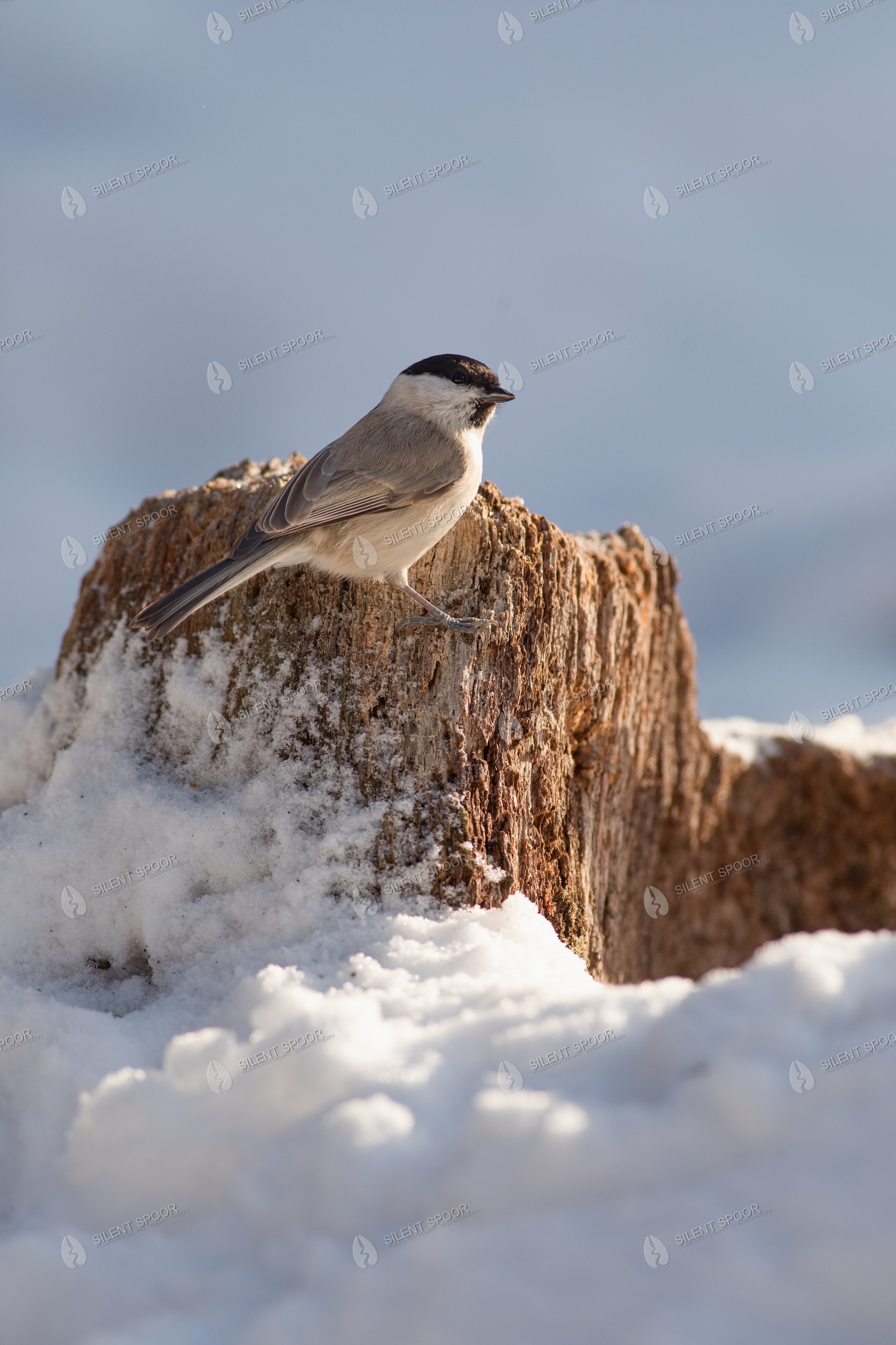 Marsh Tit Poecile palustris wildlife photograph in Slovakia