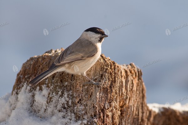 Marsh Tit Perched on Snow-Covered Tree Stump