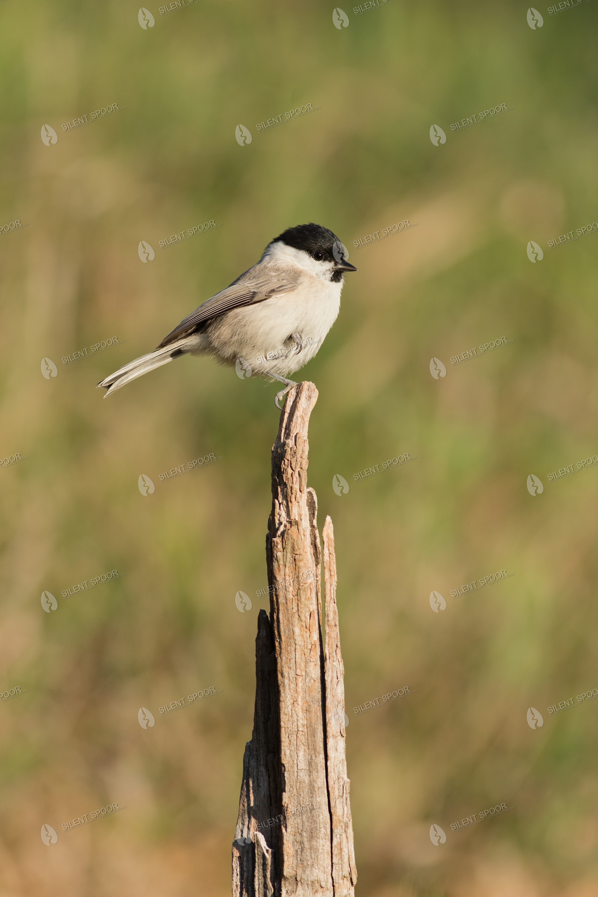 Marsh Tit Poecile palustris wildlife photograph in Slovakia