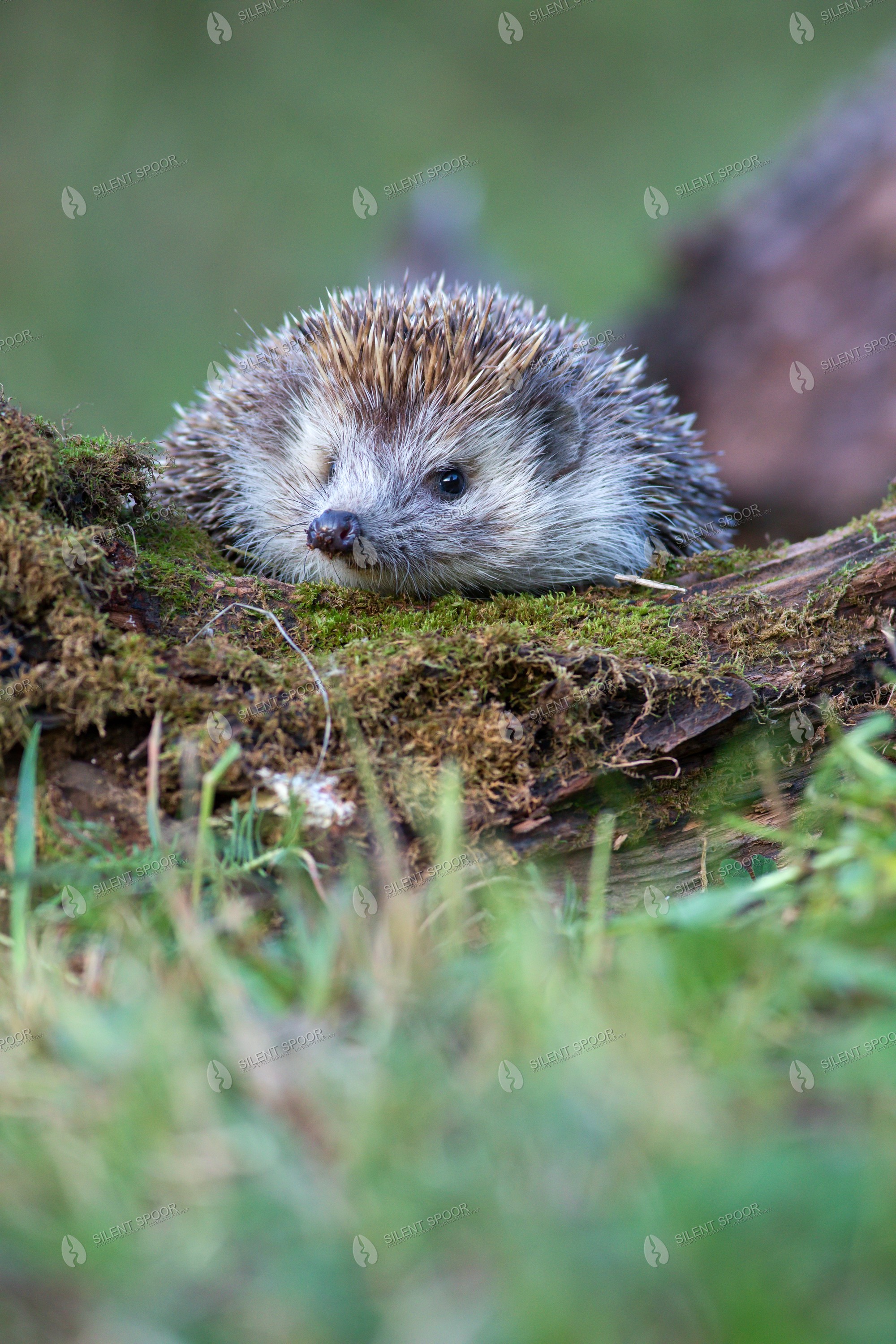 Northern White-breasted Hedgehog Erinaceus roumanicus wildlife photograph in Slovakia