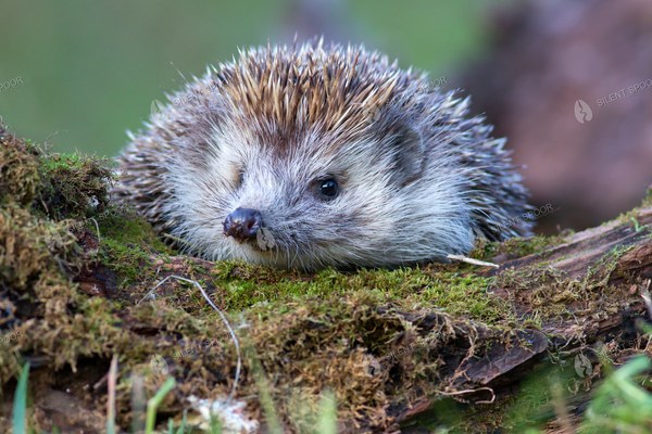 Northern White-Breasted Hedgehog Resting on Mossy Wood