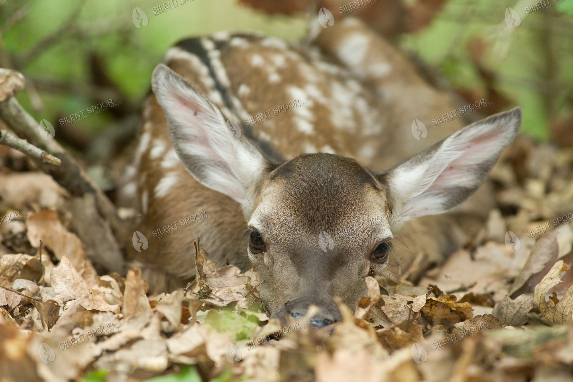 Red Deer Cervus elaphus wildlife photograph in Slovakia