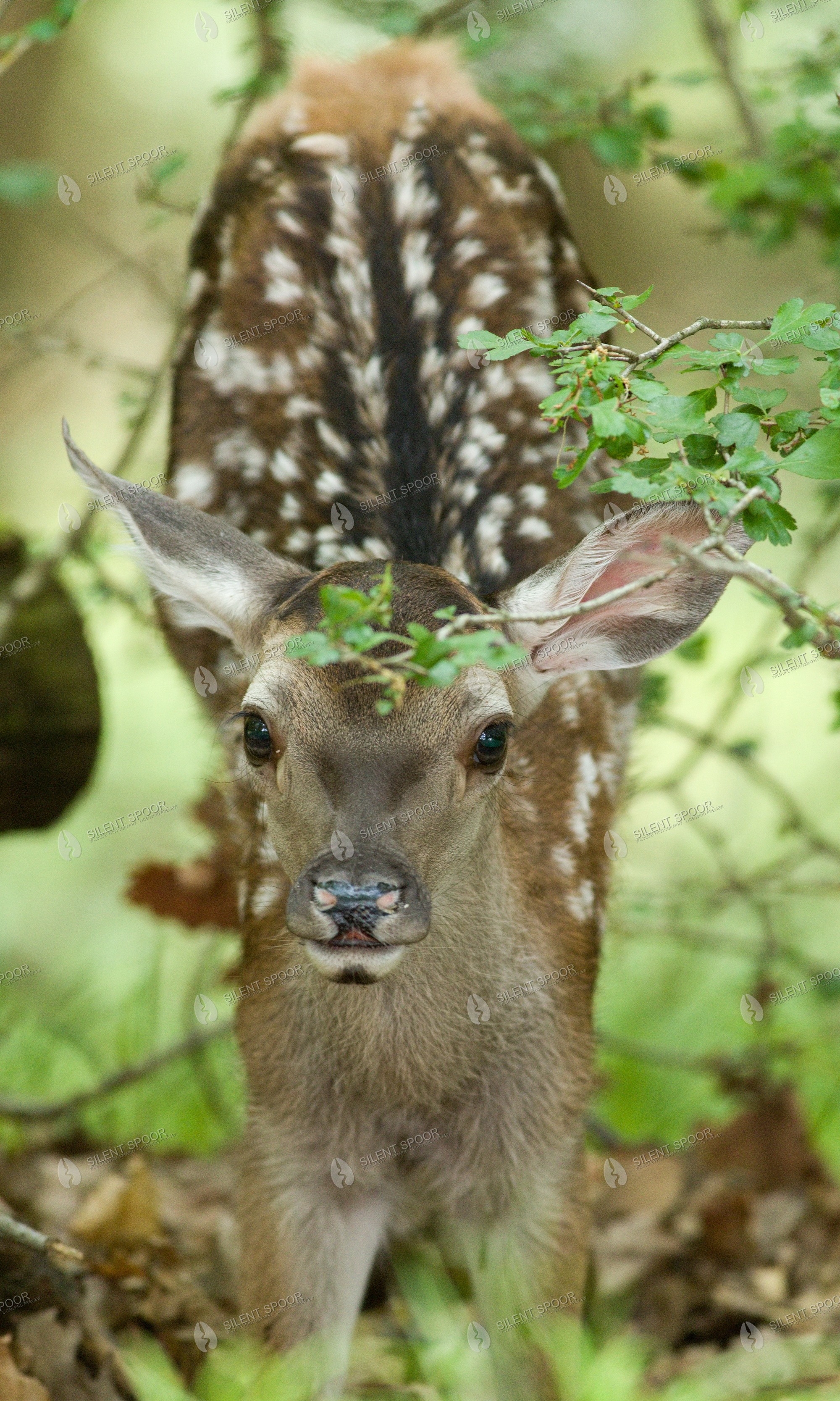 Red Deer Cervus elaphus wildlife photograph in Slovakia