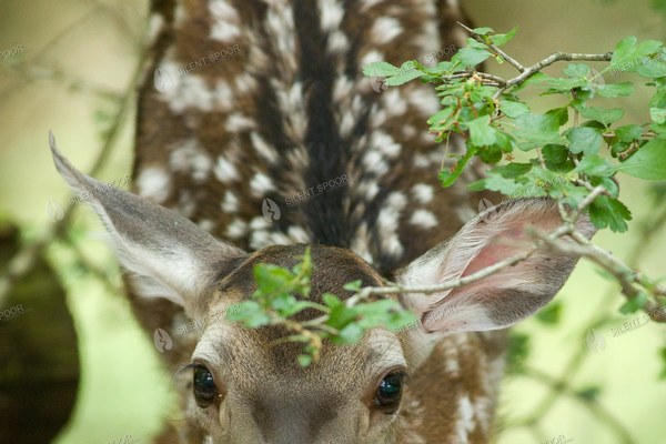 Red Deer Calf Standing in Woodland