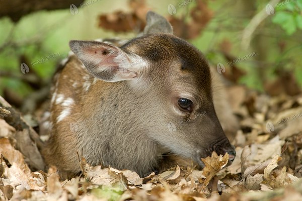 Red Deer Calf Resting on Forest Floor
