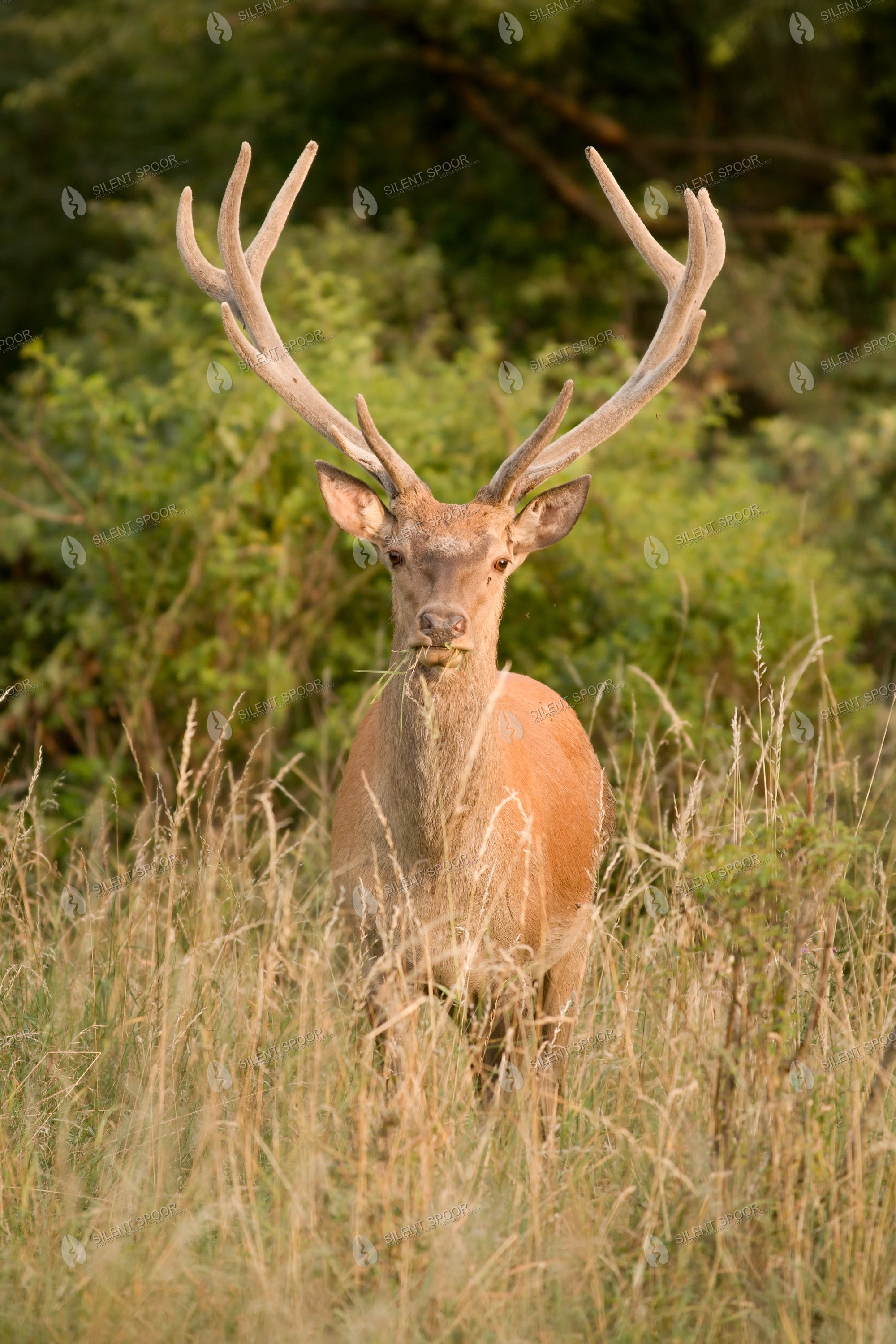 Red Deer Cervus elaphus wildlife photograph in Slovakia