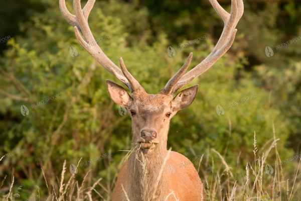 Red Deer Stag Standing in Meadow