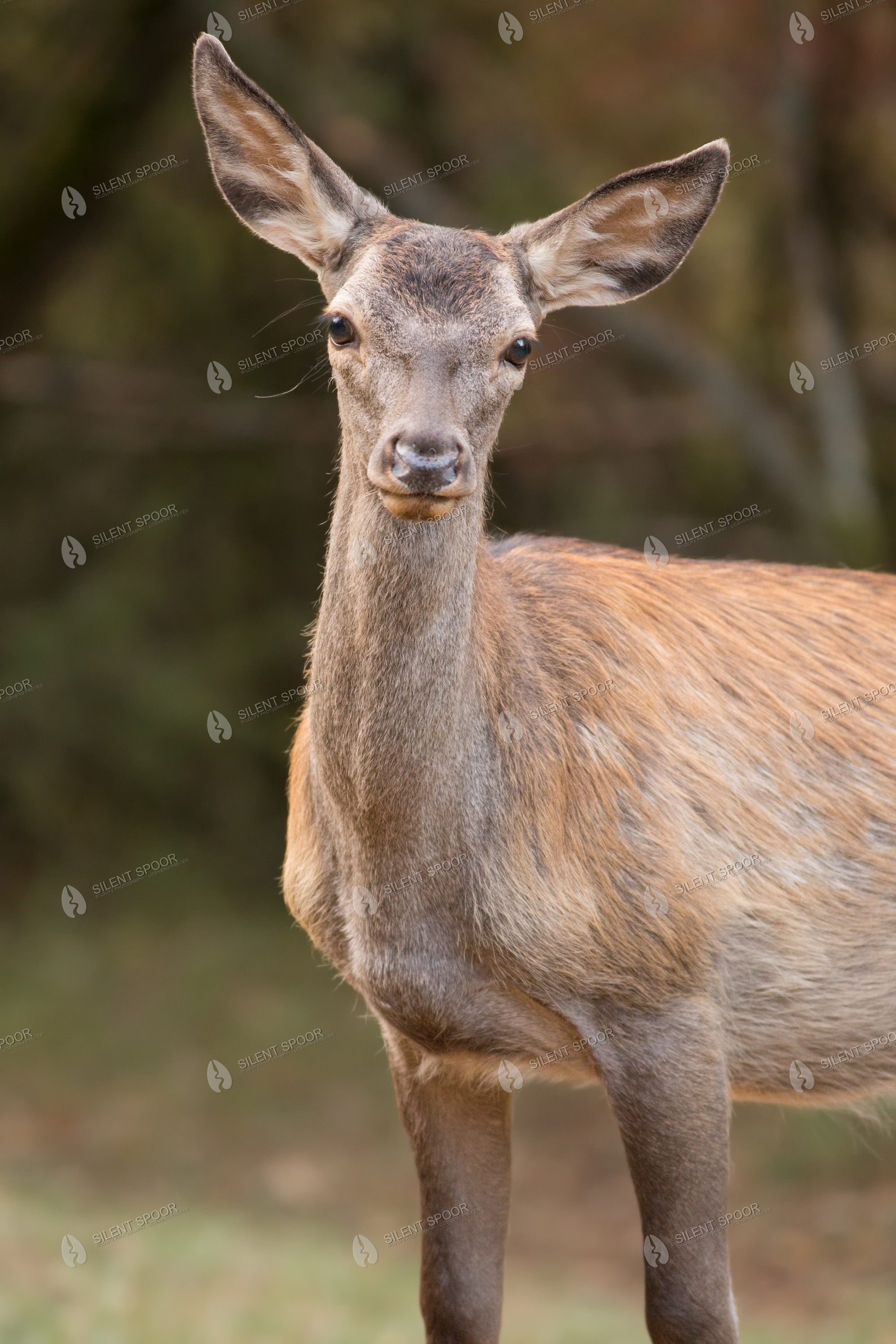 Red Deer Cervus elaphus wildlife photograph in Slovakia