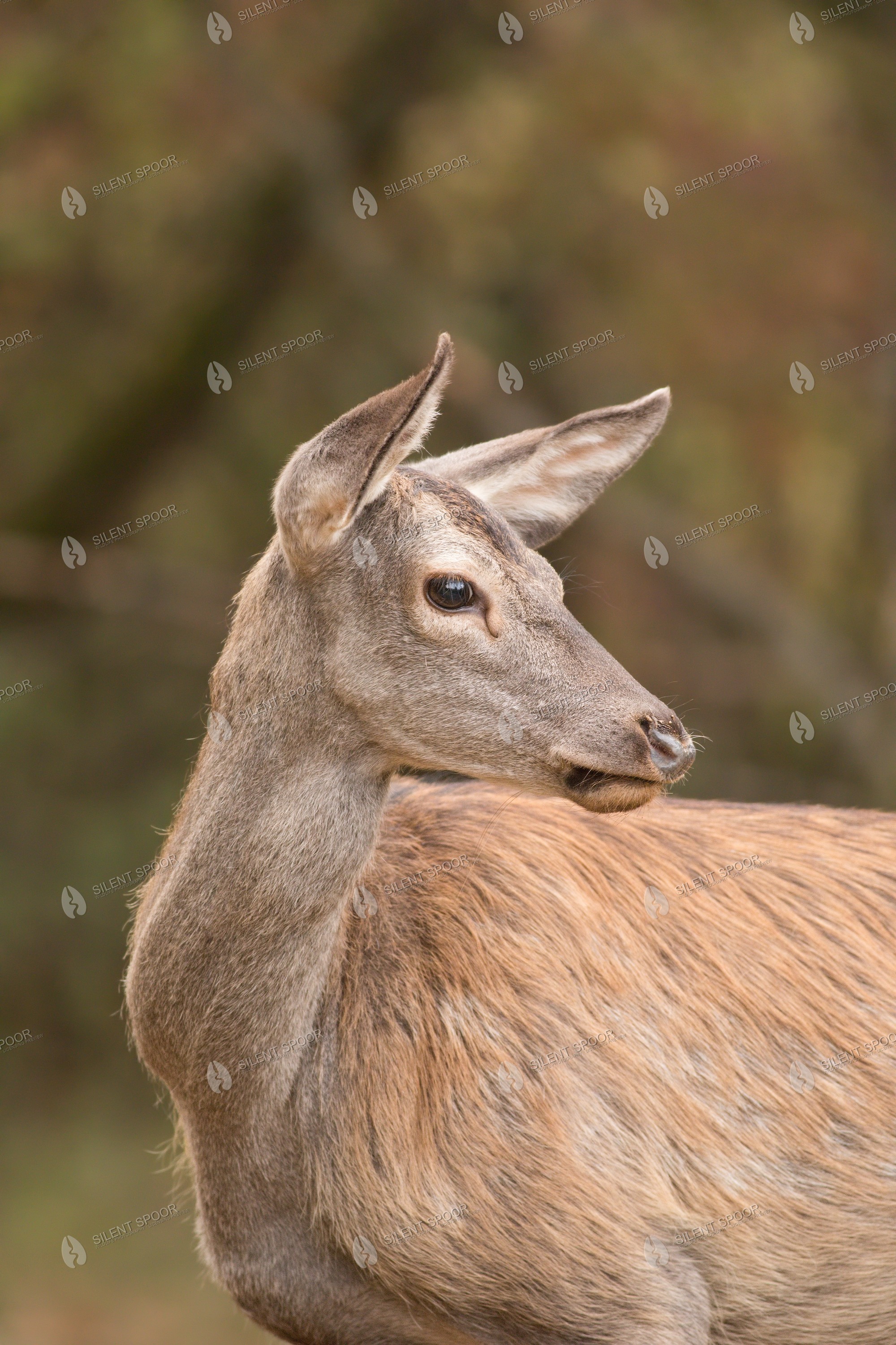 Red Deer Cervus elaphus wildlife photograph in Slovakia