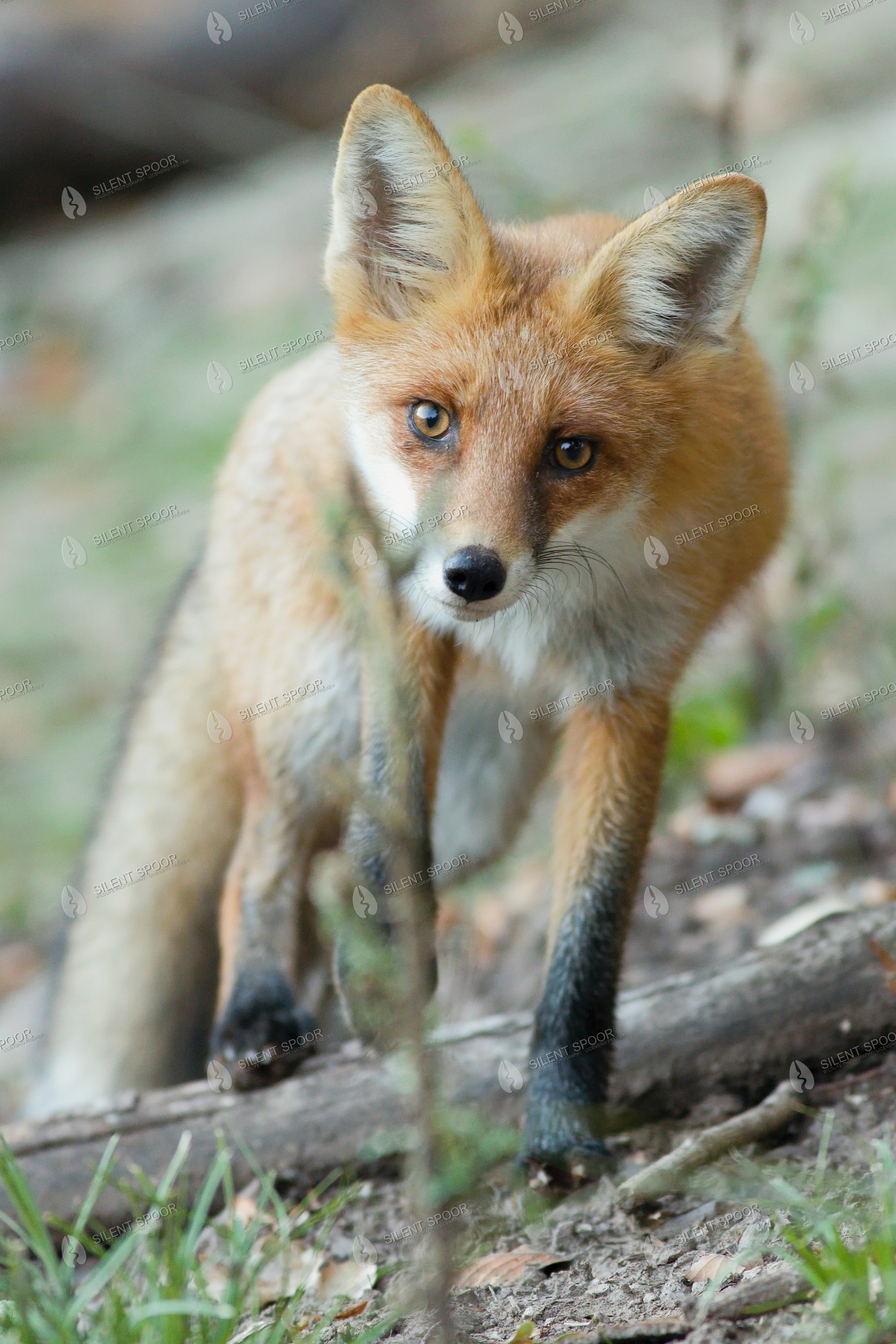 Red Fox Vulpes vulpes wildlife photograph in Slovakia