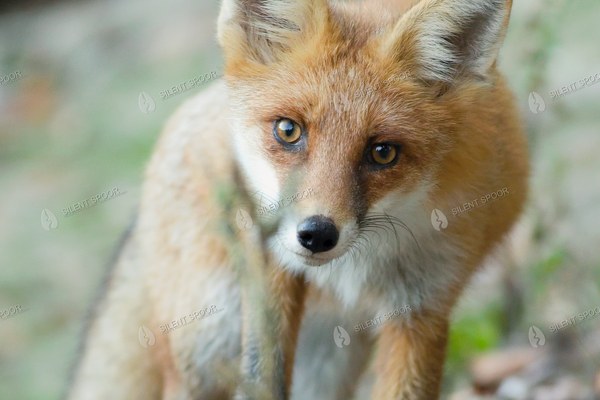 Red Fox in a Forest
