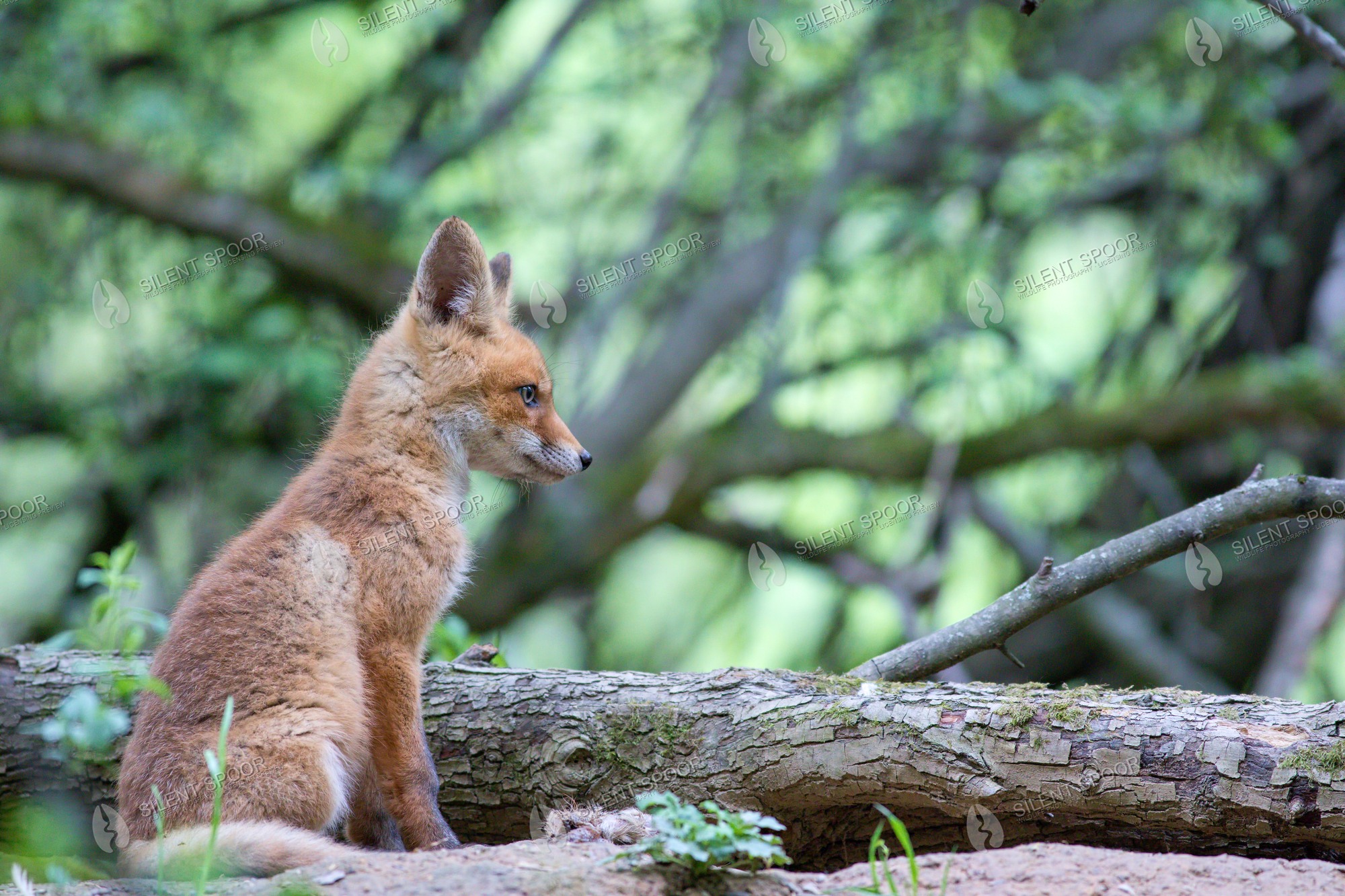 Red Fox Vulpes vulpes wildlife photograph in Slovakia