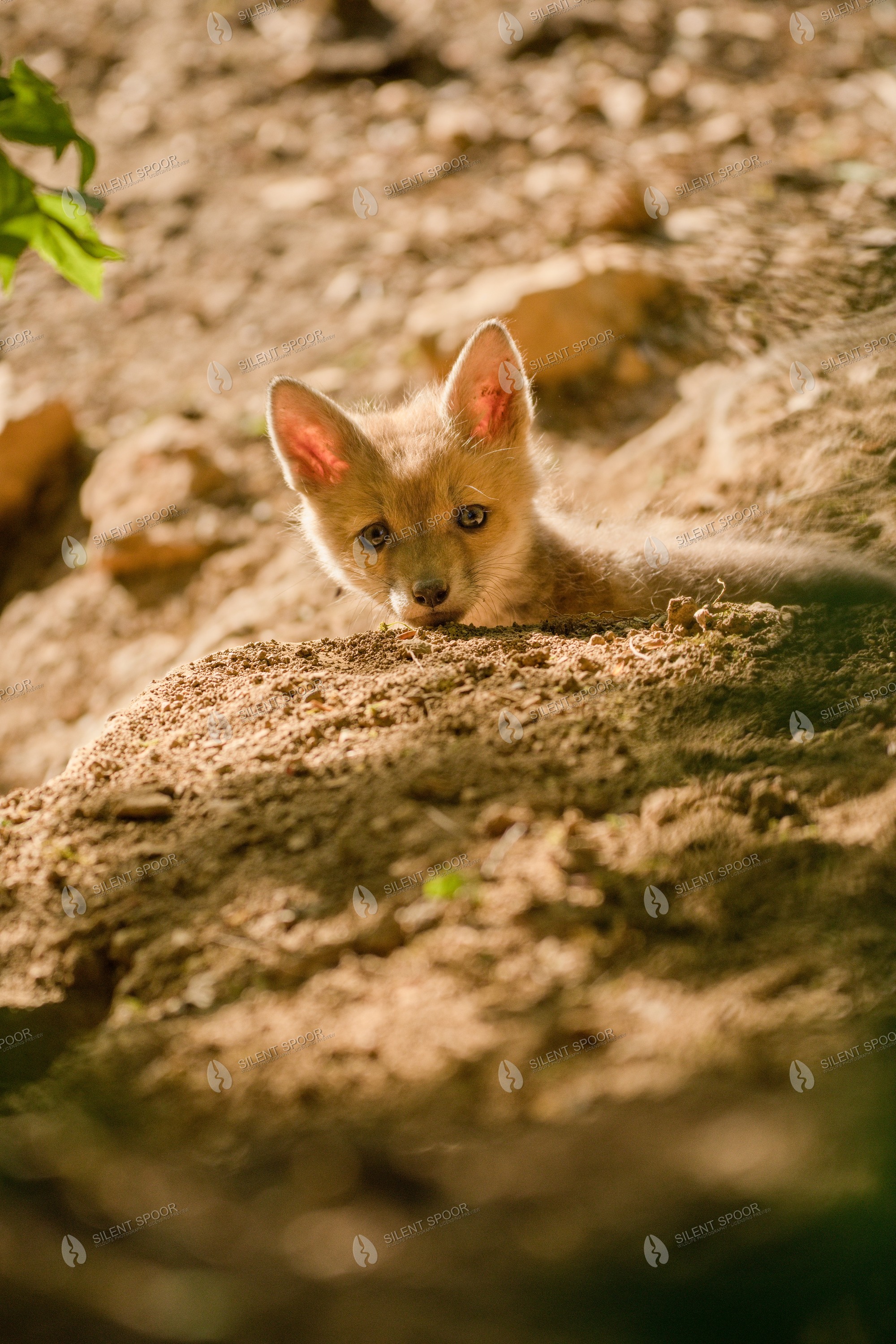 Red Fox Vulpes vulpes wildlife photograph in Slovakia