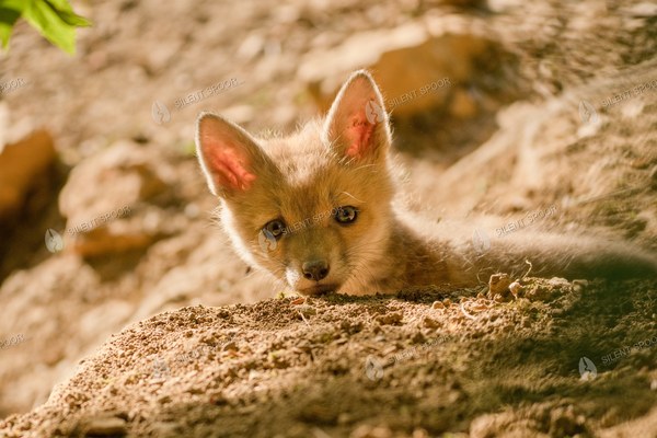 Red Fox Cub Resting Near Den Entrance