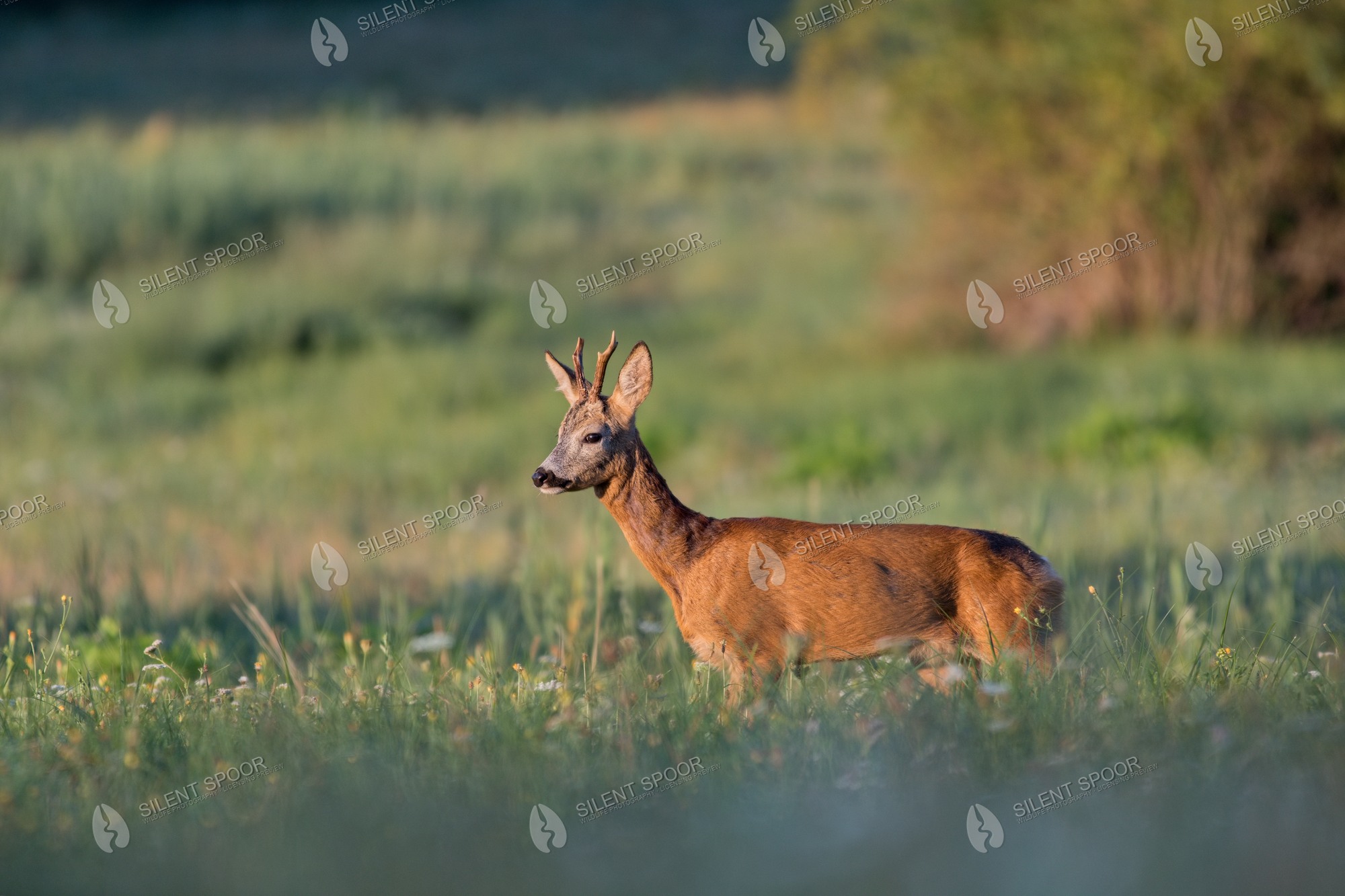 Roe Deer Capreolus capreolus wildlife photograph in Slovakia