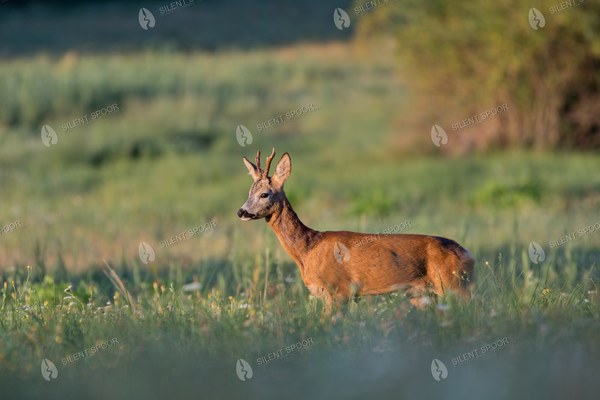 Roe Deer Buck at Sunrise During the Rut
