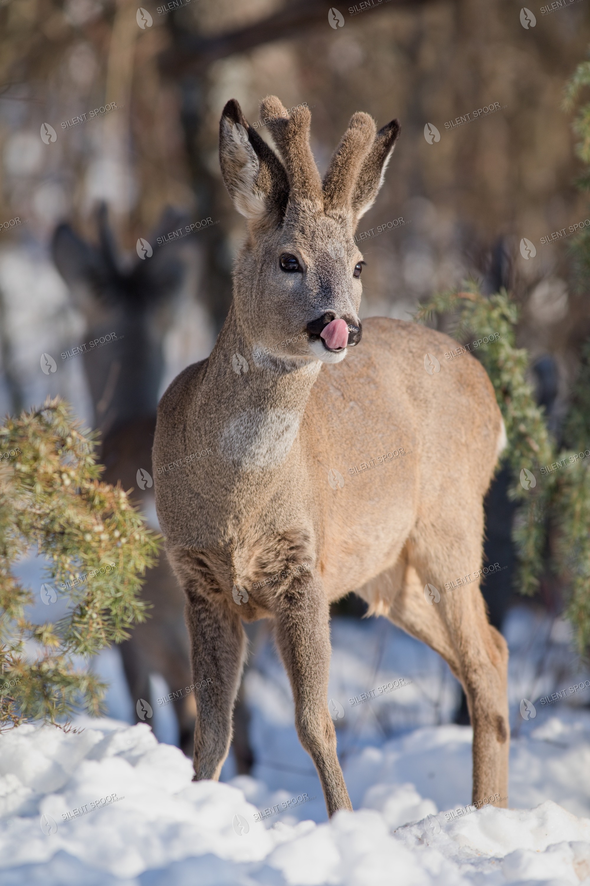 Roe Deer Capreolus capreolus wildlife photograph in Slovakia
