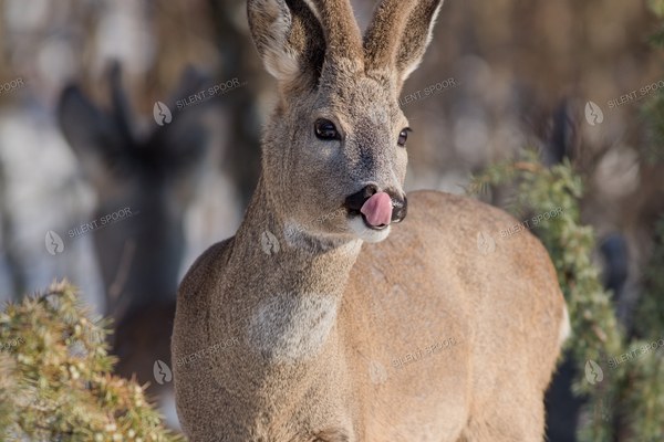 Roe Deer Buck in Velvet Licking Its Nose in Snow