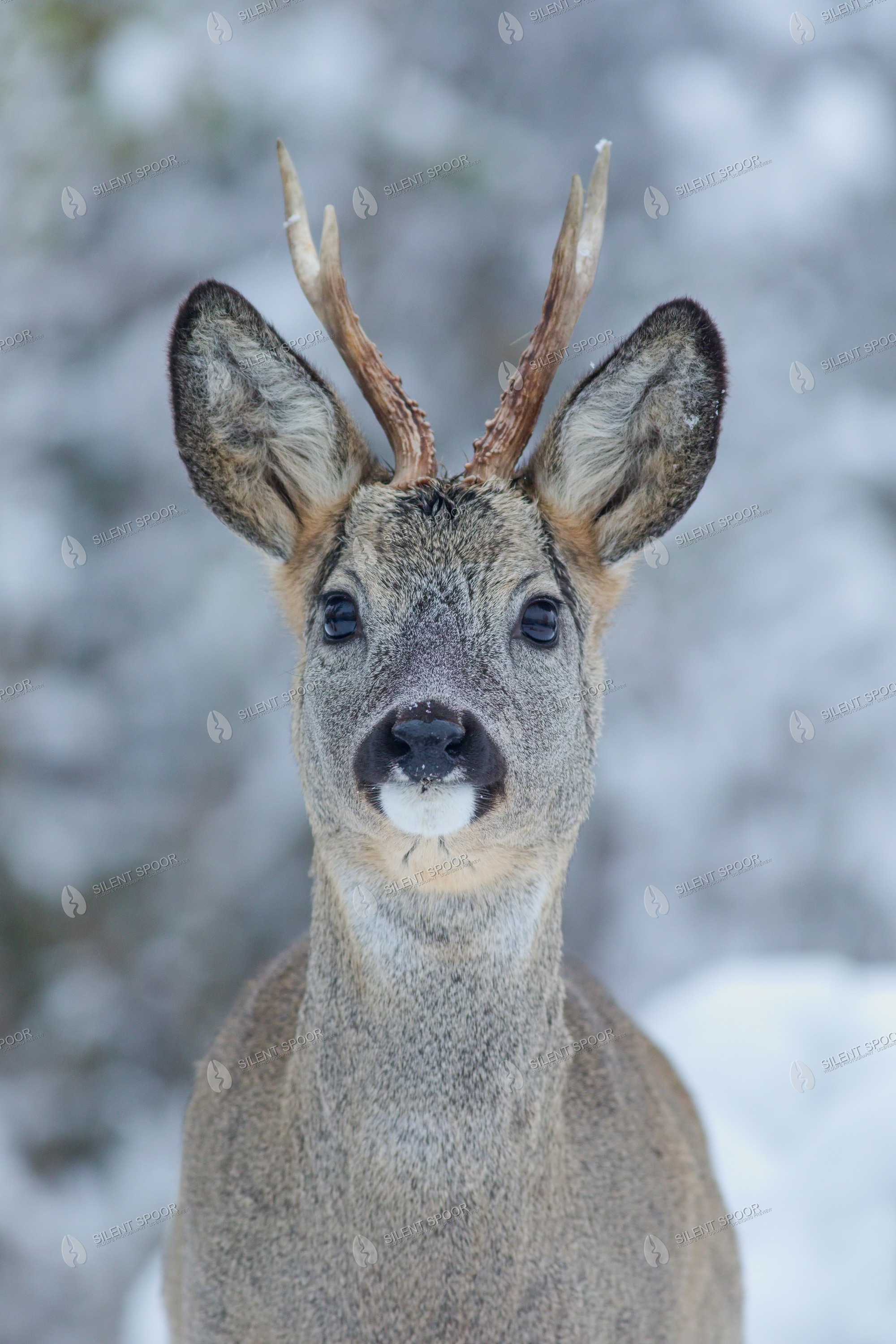 Roe Deer Capreolus capreolus wildlife photograph in Slovakia
