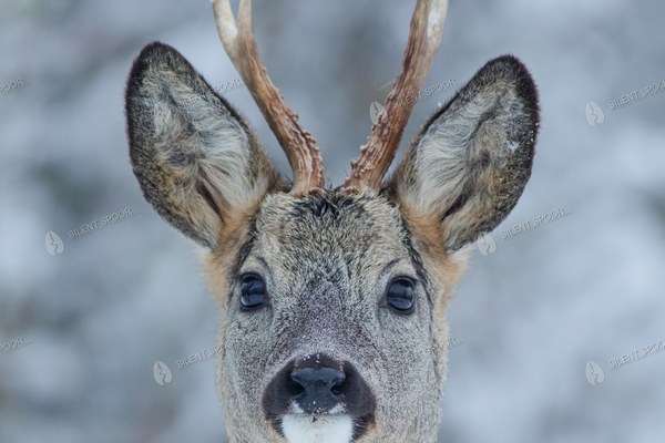 Roe Deer Buck Portrait in Snow