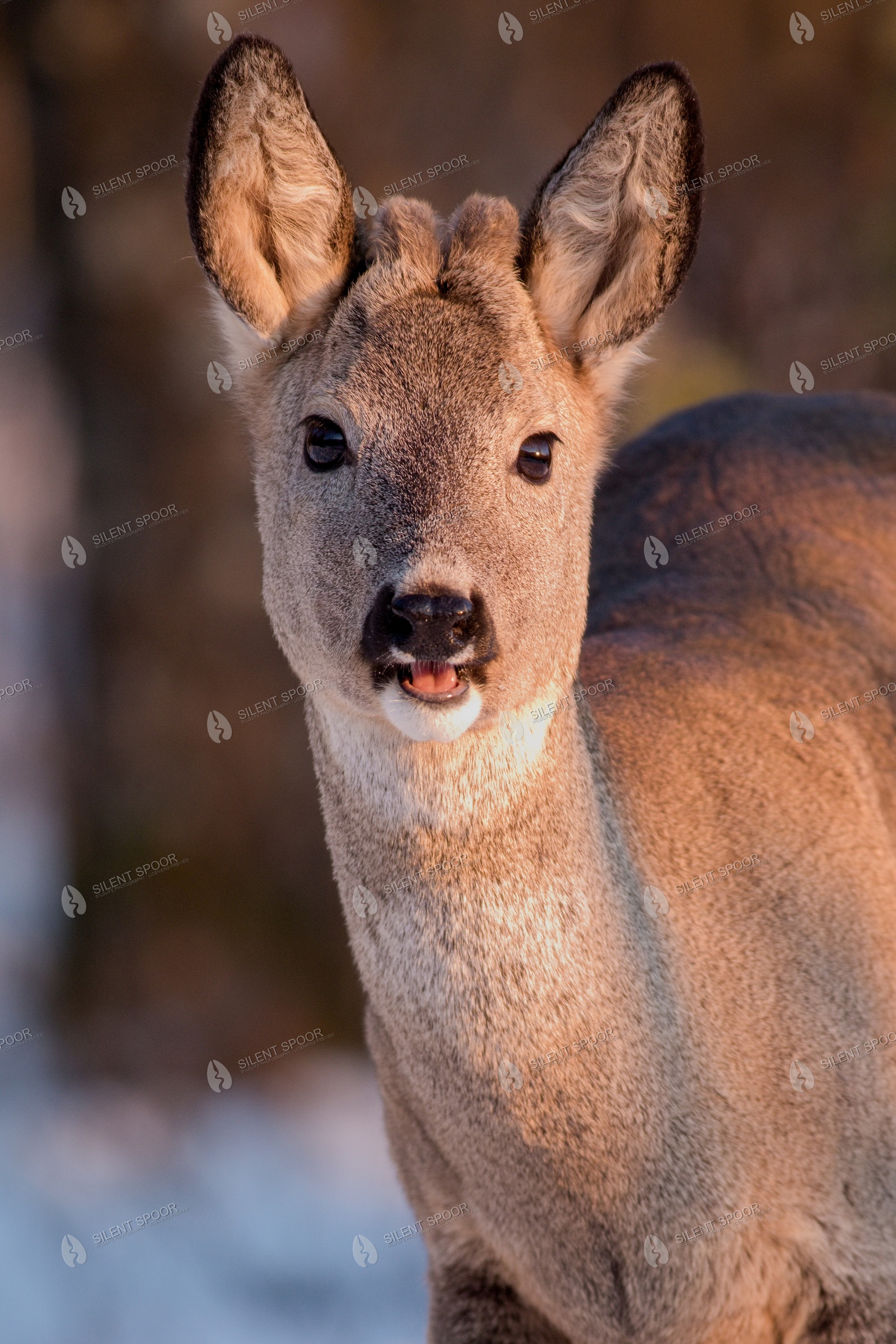 Roe Deer Capreolus capreolus wildlife photograph in Slovakia