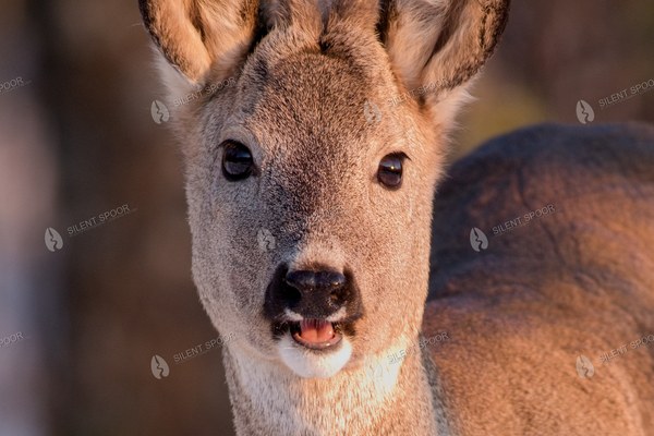 Roe Deer Buck in Velvet in Winter Light