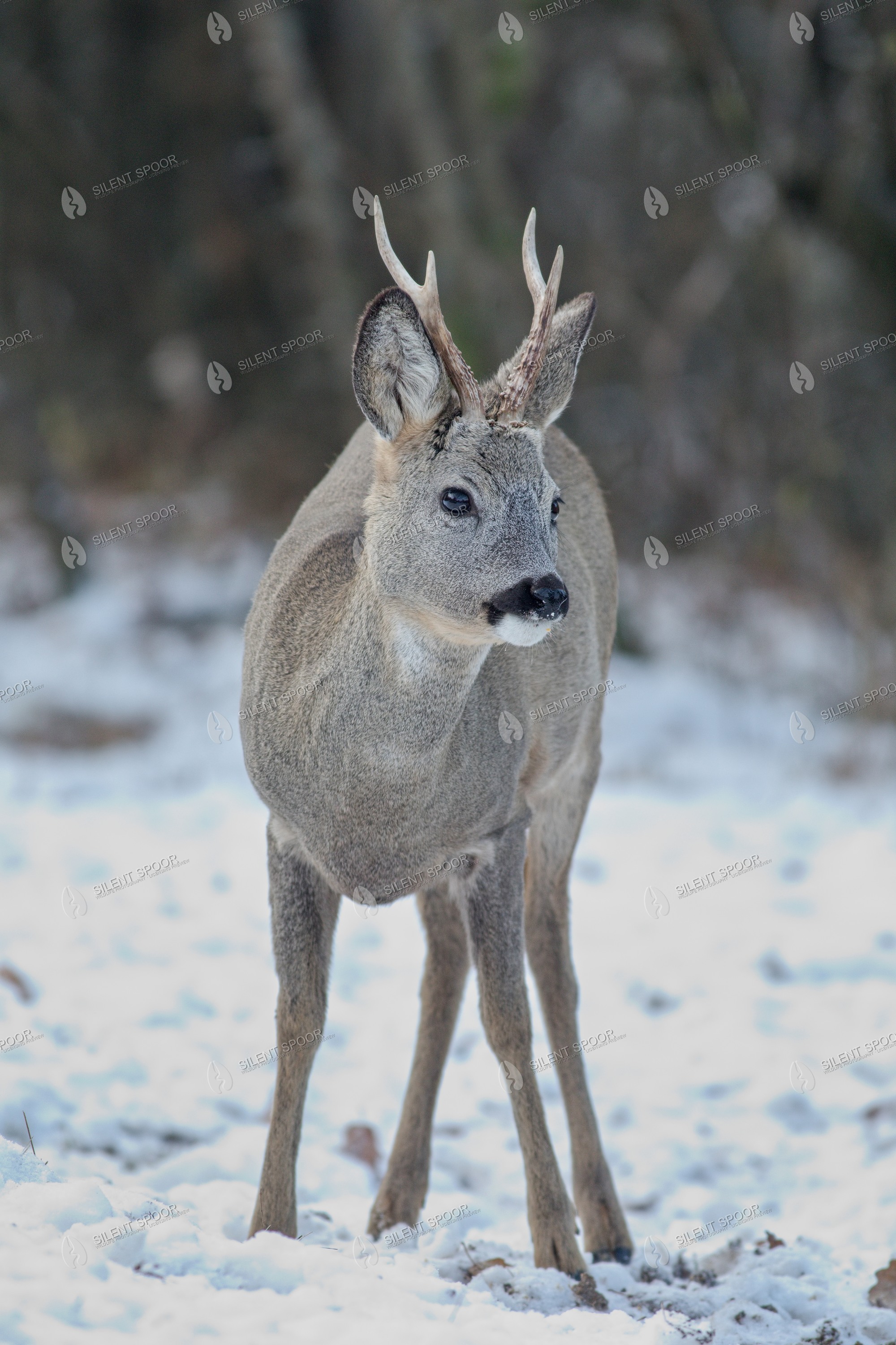 Roe Deer Capreolus capreolus wildlife photograph in Slovakia