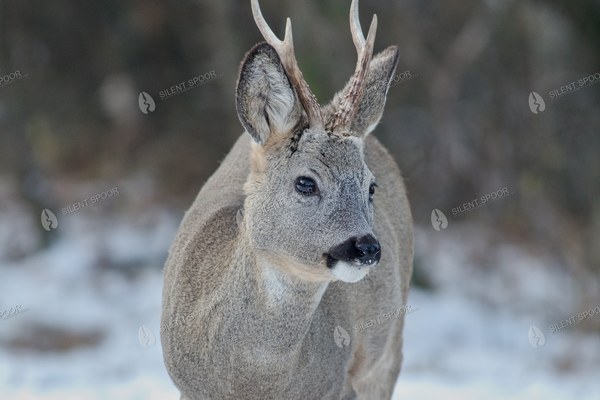 Roe Deer Buck Standing in Snow