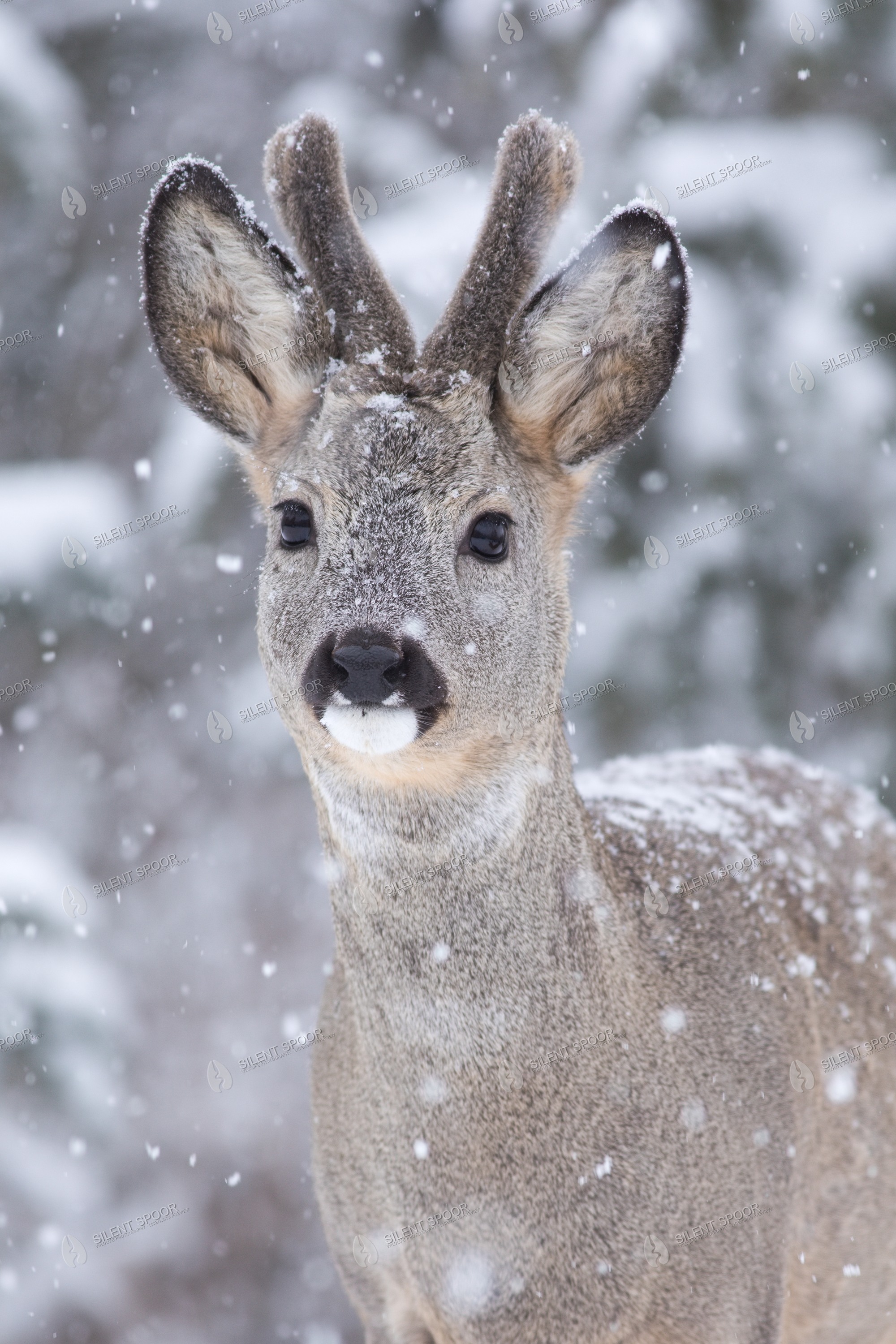 Roe Deer Capreolus capreolus wildlife photograph in Slovakia
