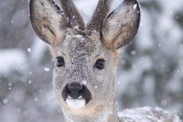 Roe Deer Buck in Velvet During Snowfall