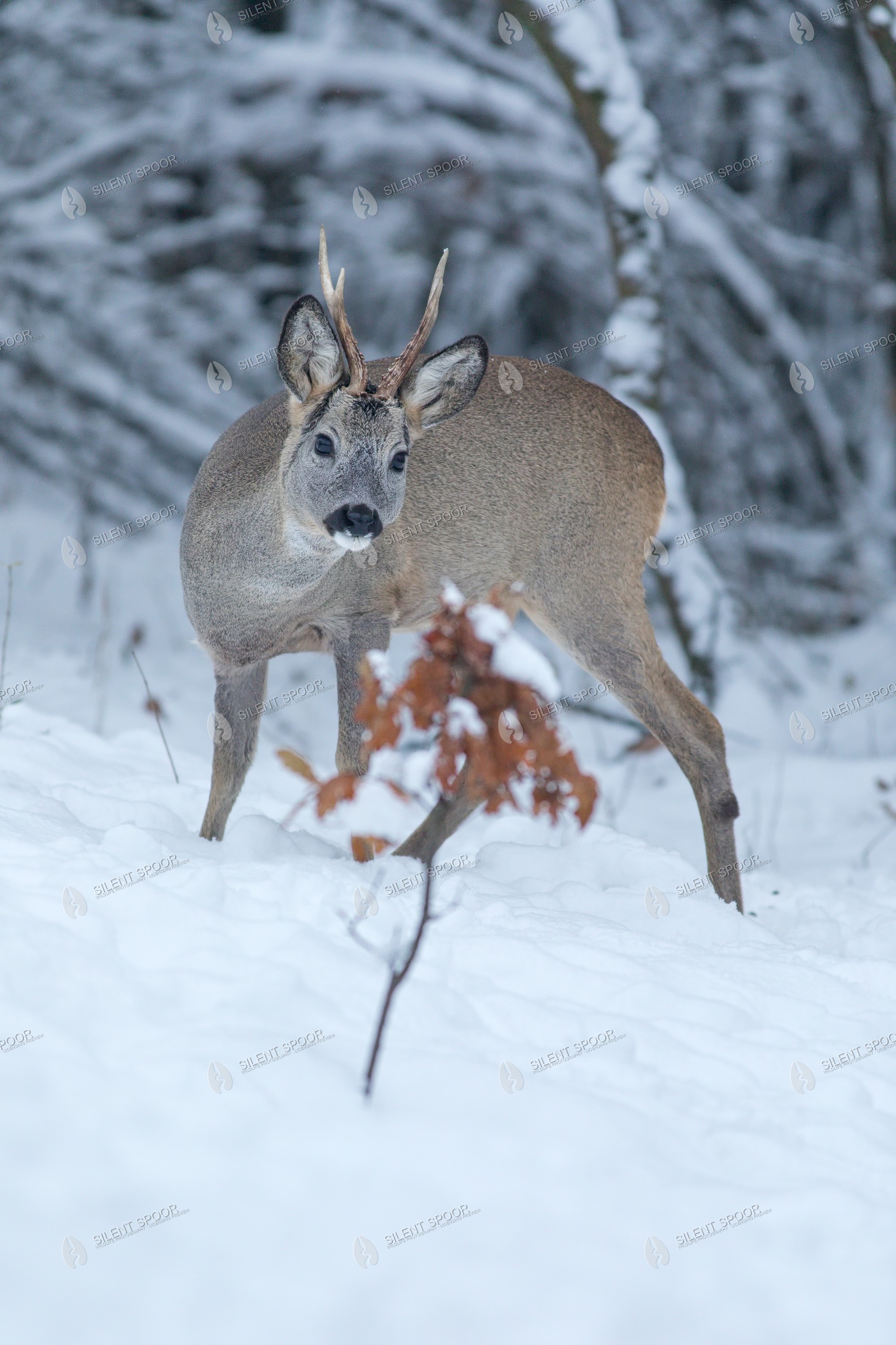 Roe Deer Capreolus capreolus wildlife photograph in Slovakia