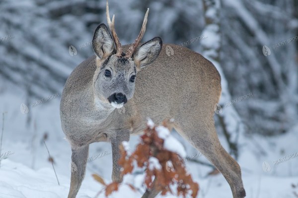 Roe Deer Buck Standing in Deep Snow