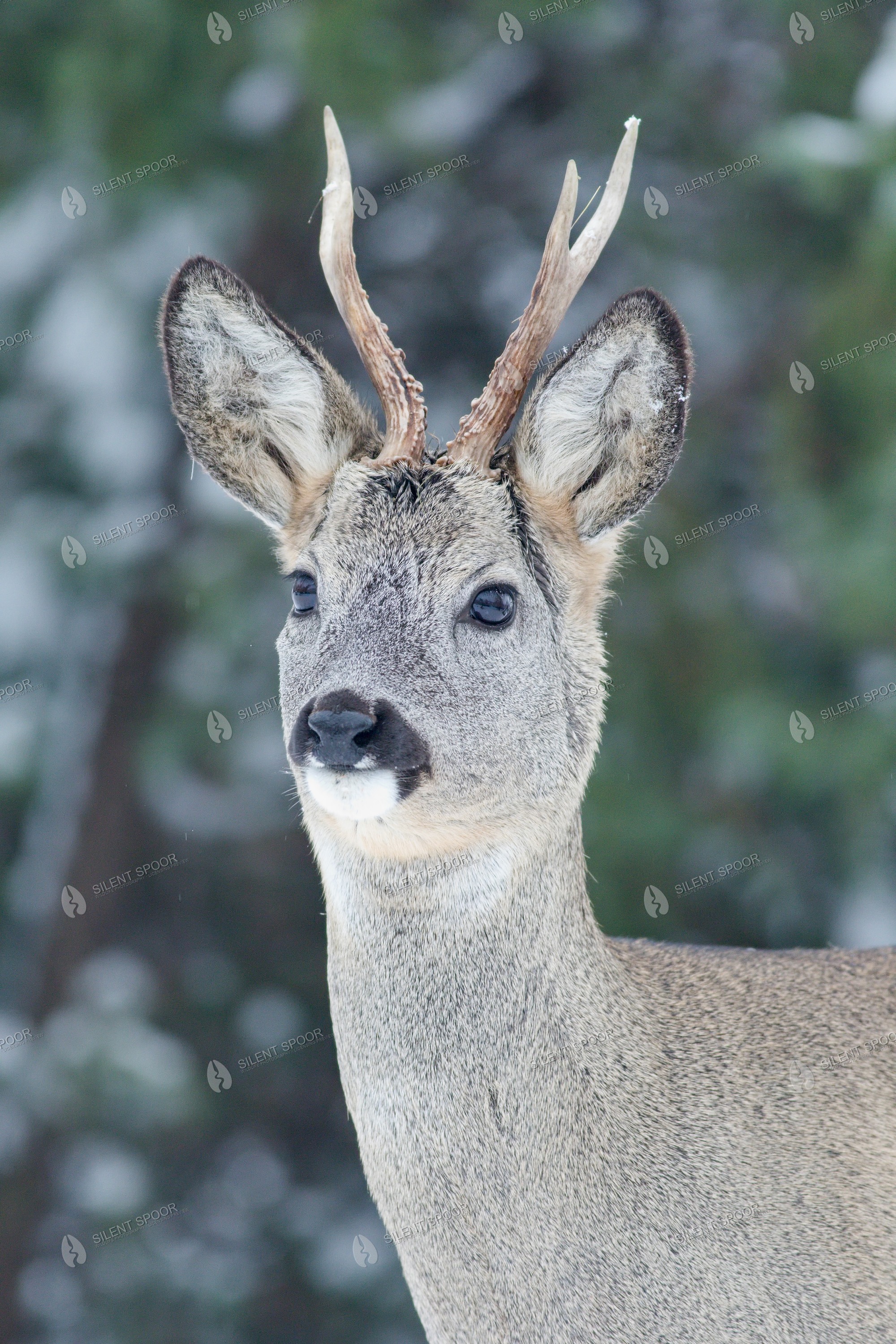 Roe Deer Capreolus capreolus wildlife photograph in Slovakia