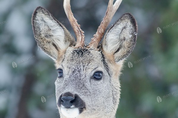 Roe Deer Buck Portrait in Winter