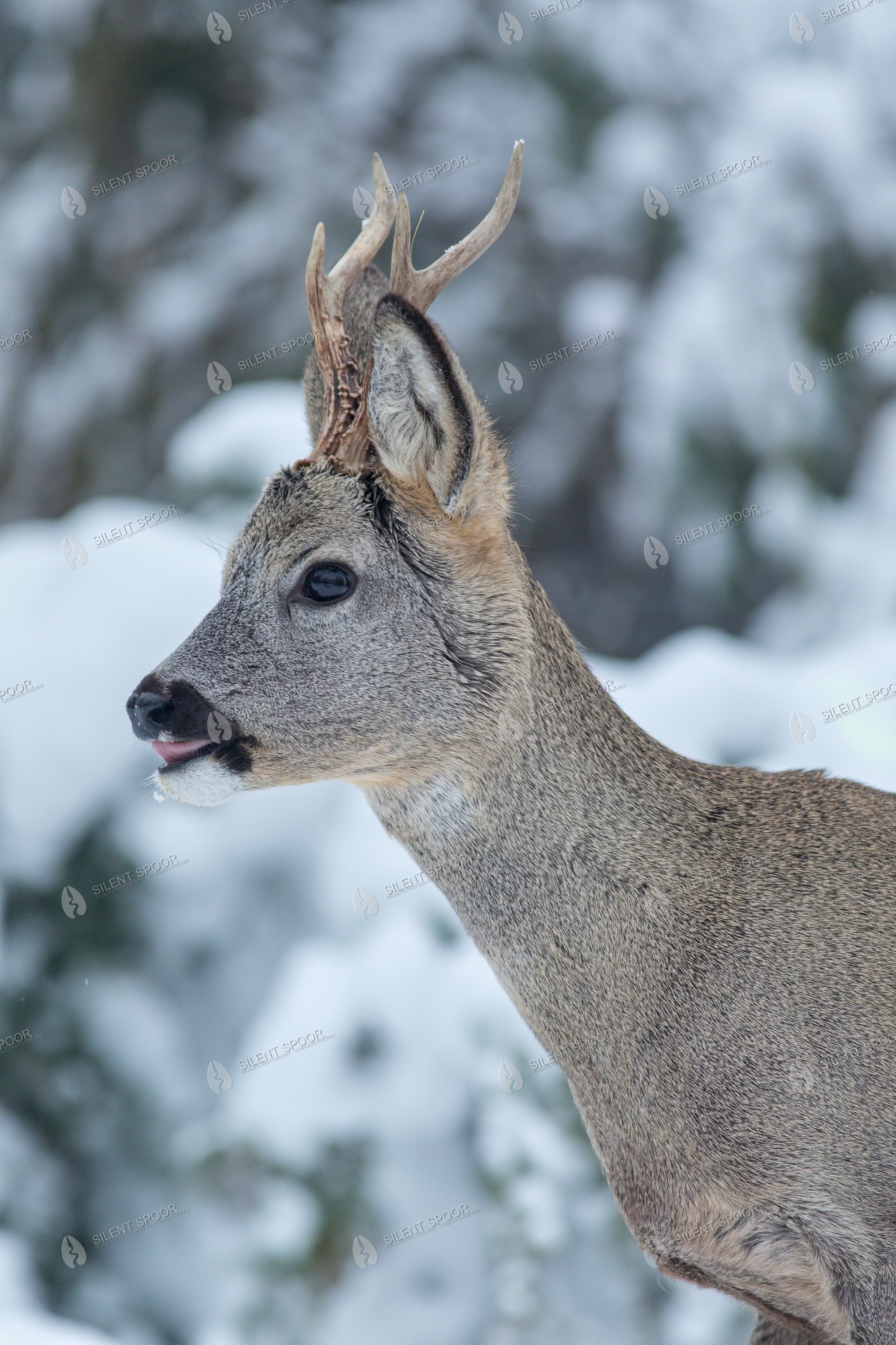 Roe Deer Capreolus capreolus wildlife photograph in Slovakia