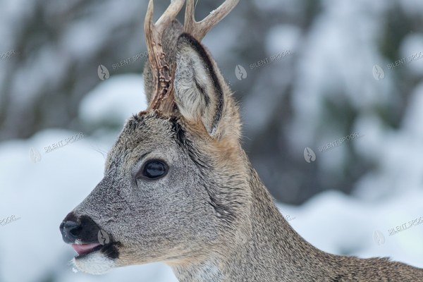 Roe Deer Buck Licking Its Lips in Winter