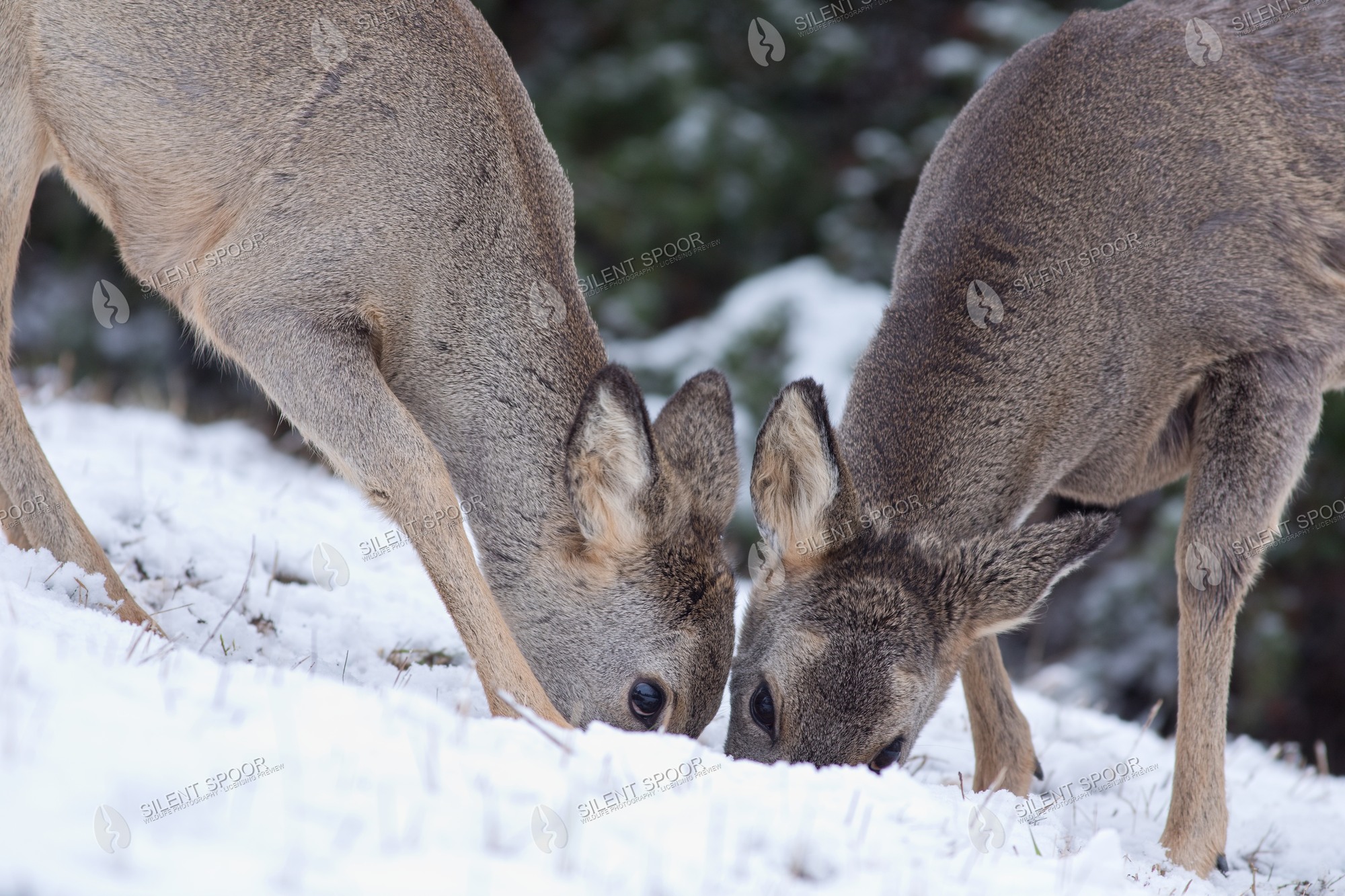 Roe Deer Capreolus capreolus wildlife photograph in Slovakia