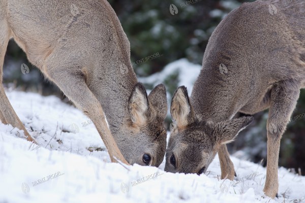 Roe Deer Feeding Together in Snow