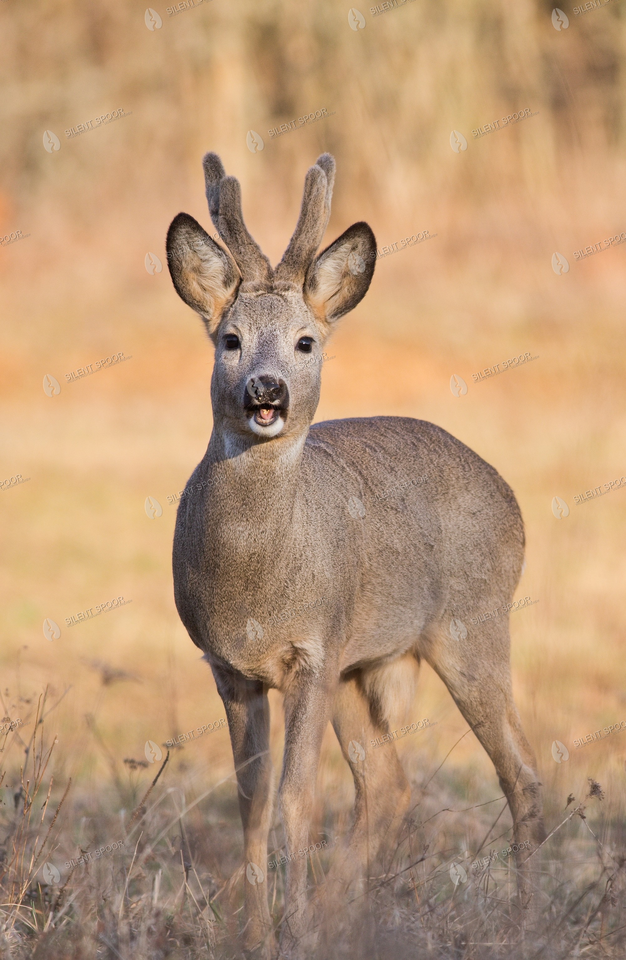 Roe Deer Capreolus capreolus wildlife photograph in Slovakia