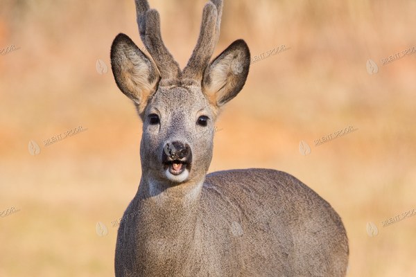 Roe Deer Buck in Warm Evening Light